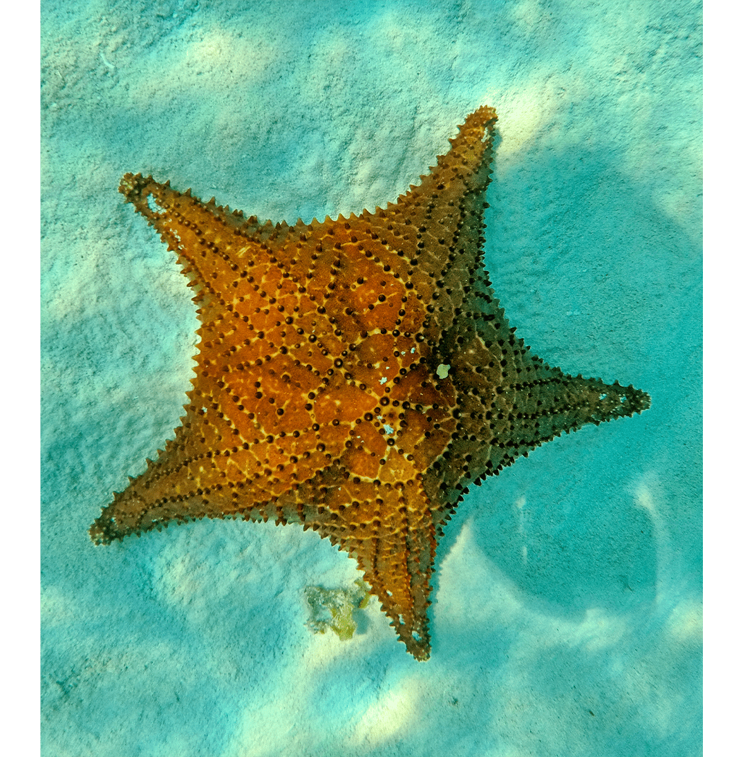 https://najrealty.com/wp-content/uploads/2022/11/Cozumel-Starfish-c.png